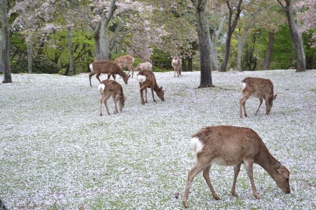 今、東京は桜が満開です。<br /><br />奈良の桜もこれから満開になると思います。<br />昨年、奈良講演、吉野山、長谷寺、大野寺、又兵衛桜を見物してきましたので紹介します。<br />27年４月12日<br />写真は、奈良公園の桜の花びらが散った上を鹿が歩いています。<br />雪ではありません。<br />