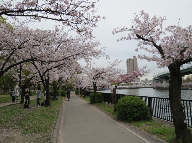 <br />　午後から大阪城へ花見へ<br /><br />　出かける時は花曇りでしたが、青空も見えてきて小春日和桜。<br /><br />　周囲は００国人ツアーで一杯でした。<br /><br />　満開の桜を楽しんで来ました<br /><br /><br />　表紙　　　　　　　　　　　　　　　　　　　　　桜之宮公園<br />　<br /><br />　<br />