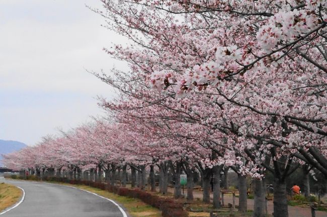 小野市の加古川左岸の堤防には約４ｋｍにも及ぶ西日本最大級の桜ロードがあり、およそ６５０本の桜並木が続いている。<br />おの桜づつみ回廊と呼ばれソメイヨシノ、オオシマザクラ、ヤエベニシダレなど５種類の桜が楽しめる。<br />上流から下流へと順次開花し長時間楽しめるのもうれしい。<br />そのソメイヨシノがそろそろ満開が近いとのことで生憎の曇り空だったが行って来ました。<br />この日はウォーキングの人たちなどが大勢訪れて大賑わいで満開に近い桜を楽しんでいた。<br />まさに春爛漫の一日でした。<br />