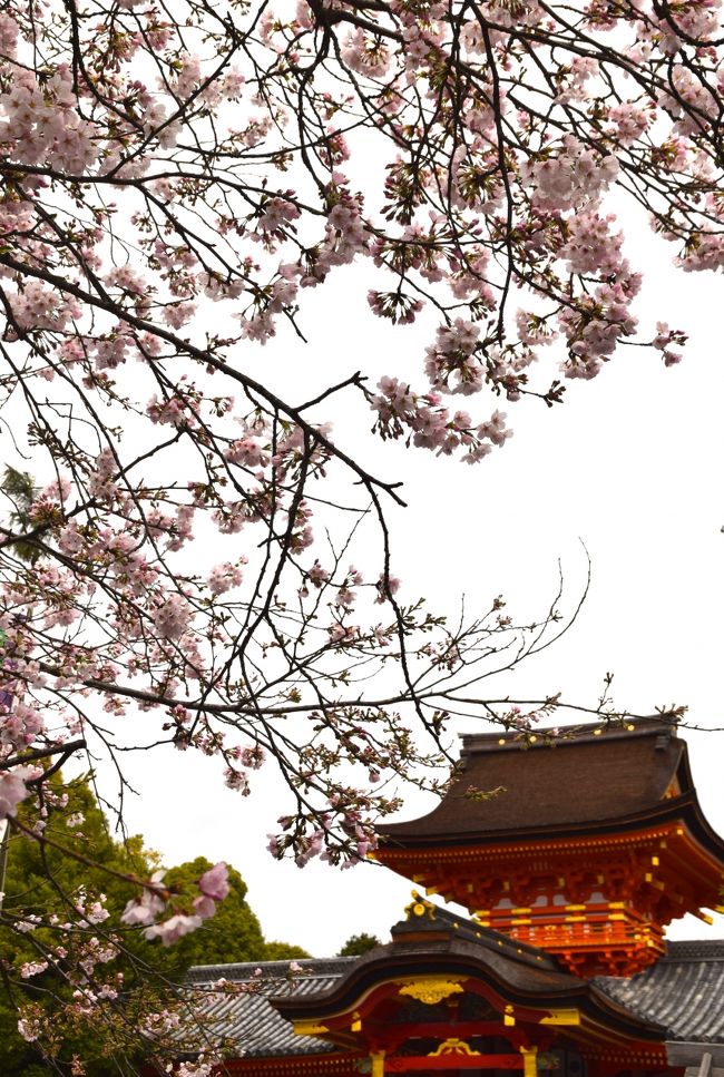 京都で毎年お花見をする様になって今年で12年目です。<br />ここ数年は花まつり（4月8日）に行く事に決めており、<br />暖冬の年でも寒さが長引いている年でも<br />しだれ桜に関してはちょうど良い時期に行く事が出来ています。<br />ですが、今年は久々に満開のソメイヨシノを見たいと思い<br />例年より早めに行ってきました。<br />