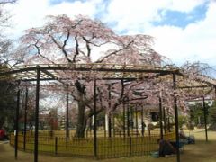 ’１６　千葉県 原木山妙行寺のしだれ桜＆真間山弘法寺の伏姫桜