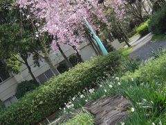 横井山緑地公園の桜