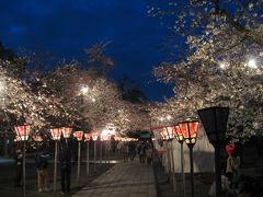 ’１６　桜の咲く三島大社＆うなぎ桜家