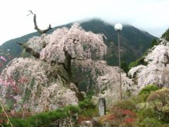 ’１６　関東の駅百選　身延駅＆身延山しだれ桜さんぽ