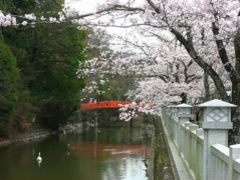 ’１６　日本１００名城　桜の咲く武田氏館（武田神社）