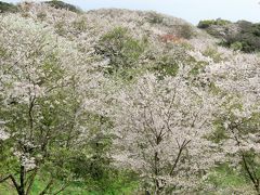 ２０１６年４月　山口県・山陽小野田市　竜王山で花見をしました。ちょっと葉桜でしたがまだまだ見頃でした。