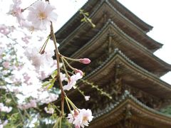 ２０１６年４月 桜色に染まる京都へ♪～世界遺産の「醍醐寺」も桜色～