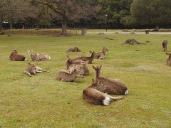 名古屋、奈良、大阪、桜巡り　奈良公園編