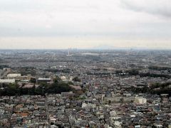 桜めぐり(市川・国府台)