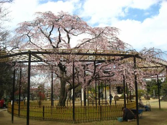 １６ 千葉県 原木山妙行寺のしだれ桜 真間山弘法寺の伏姫桜 千葉県の旅行記 ブログ By たーさん フォートラベル