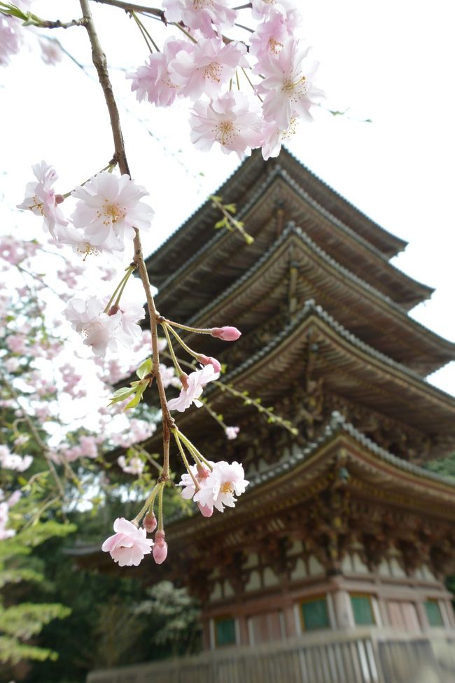 ２０１６年４月 桜色に染まる京都へ♪～世界遺産の「醍醐寺」も桜色～