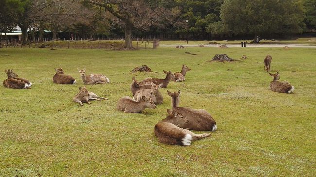 名古屋、奈良、大阪、桜巡り　奈良公園編