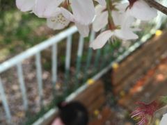 【2016・4】桜の桐生が岡公園・レトロな遊具とゆる～い動物達～動物園編