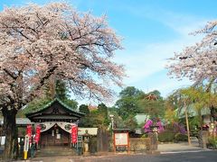 春ららら、小江戸・川越～喜多院の桜