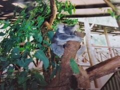 3(5-1)★オーストラリア《ケアンズ》★家族旅行