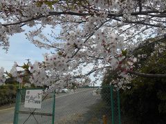 桜がきれいに咲いているのでぶらっと出かけました。