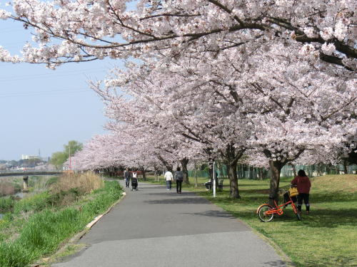 手賀沼へ流れ込む大堀川に桜が植えられてから２０年以上経ち、桜の樹も大きくなりました。今年は早く咲くとの予想でしたが寸前で気温が下がり、丁度入学式の日が満開となりました。今日は２０度を超える暖かさに吊られ大人だけで無く、保育園<br />児もお花見にやって来ました。