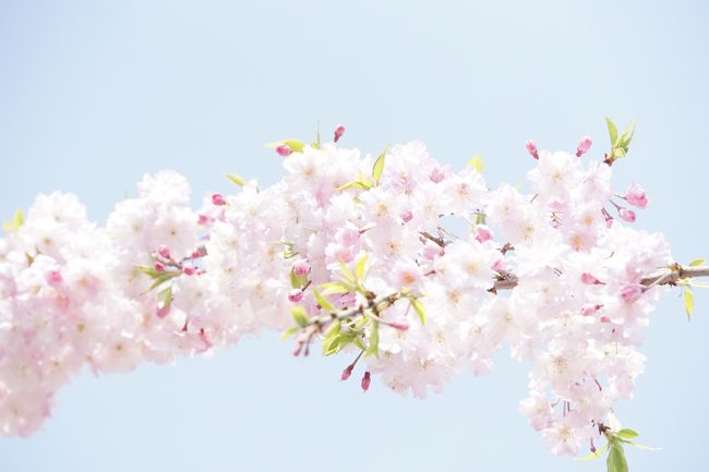 桜が開花したというのにお天気が冴えません。<br />「花曇り」とはよく言ったものです。<br /><br />寒くてもお天気が悪くても、時季が来るとお花って咲くんですよね。<br />そしてお花が咲くと、生き物達は一斉に活動し始めますね。<br />そんな様子に元気を見つけに歩きます。<br /><br />