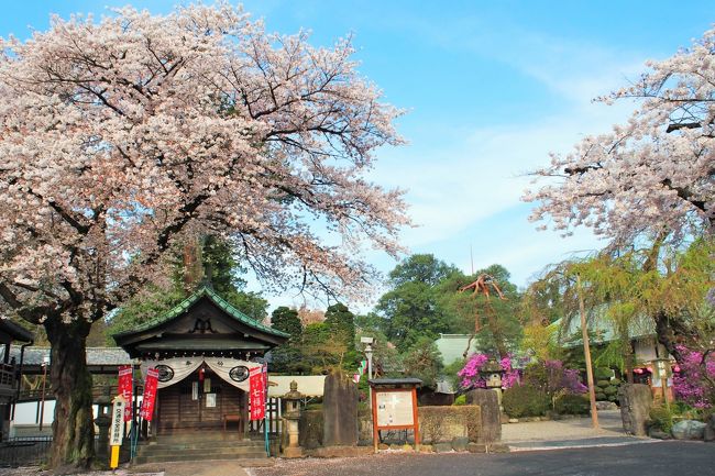 今年は花見に行くタイミングが中々会わなかったのですが、<br />やっと花見に出かけることができました！<br /><br />お出かけ先は埼玉県の川越、喜多院。<br /><br />もうぎりぎりセーフのようでした。<br />葉桜になっていた木々もありましたが、<br />それでも喜多院はとても綺麗でした。<br /><br /><br /><br /><br />