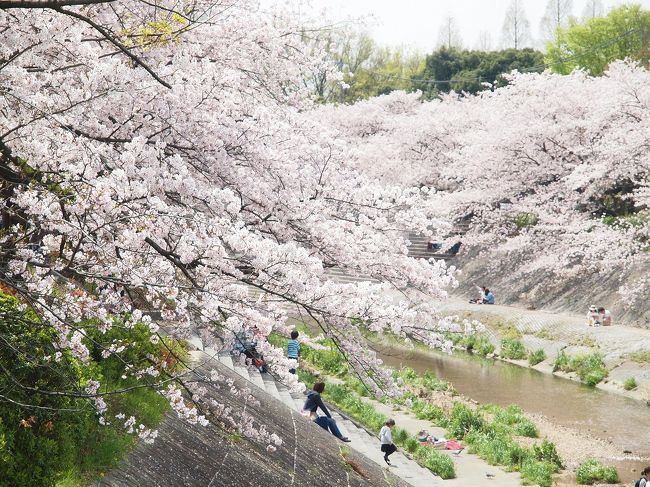 ピンク色に染まる山崎川　花びら舞う四季の道をゆっくりお散歩しましょう