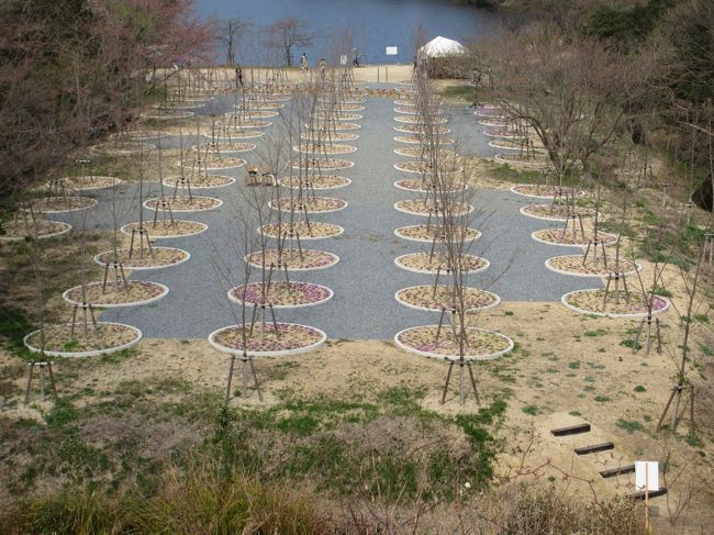 旦那が桜の迷宮の写真を見つけ、見てみたいと言うので直島に行ってきました。