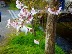 桜咲く哲学の道　～小梅と歩く幾度めかの春～