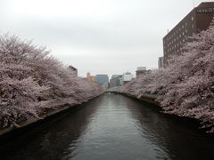 東京２０１６桜　【６】大横川