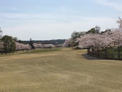 千本桜が満開だった「鳳林カントリークラブ」でラウンドしました。