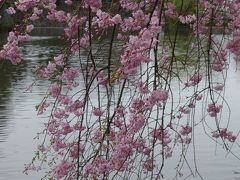 名古屋城北の堀の枝垂桜が満開でした。ピンクの花と堀の水がよくマッチします。