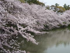 名城公園の桜は，風車の地区より，噴水の地区のが良い。静かに楽しめます。