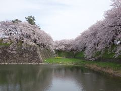 名古屋城を西から見る。西の堀も桜が満開。ダイナミックな景色です。