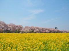 空と桜と菜の花と♪　  【 権現堂桜堤　2016.4.6 】
