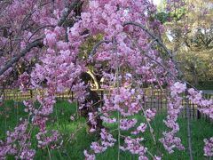 京都御苑で1時間の花見