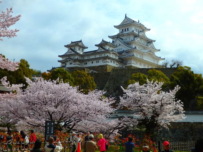 綺麗になった姫路城と桜を見に行ってきました！