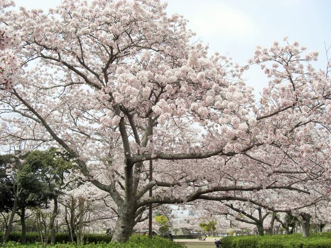 　4月4日に須恵健康公園の近くにある若山公園に行きました。<br />こちらでランチを食べ、帰りに須恵健康公園にもよってみました。<br />公園内の桜を見ました。<br /><br />　4月6日は天気予報では雨との事だったので、もう桜は見られないかなと思いました。<br />でもお昼は曇りでした。<br />前日行った竜王山では葉桜になっている木があったのであんまり期待は出来ないかなと<br />思いましたが、最後の花見・・と思って健康公園に行きまいた。<br />まだまだ桜は見頃でした。<br />　竜王山よりも散るのが遅いのかな・・・と思いました。<br />桜を見ながらランチを食べ十分に堪能致しました。<br /><br />　2日分の桜の写真です。<br />似たような写真ばかりですが・・・。<br /><br />