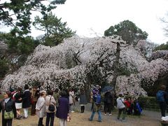 京都御苑の ｢桃の花｣ と 近衛邸跡に咲く ｢しだれ桜｣