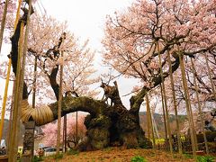 山高神代桜　山梨県北杜市の桜の名所