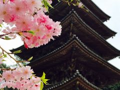 ２０１６桜紀行☆京都でオトナのサクラ旅