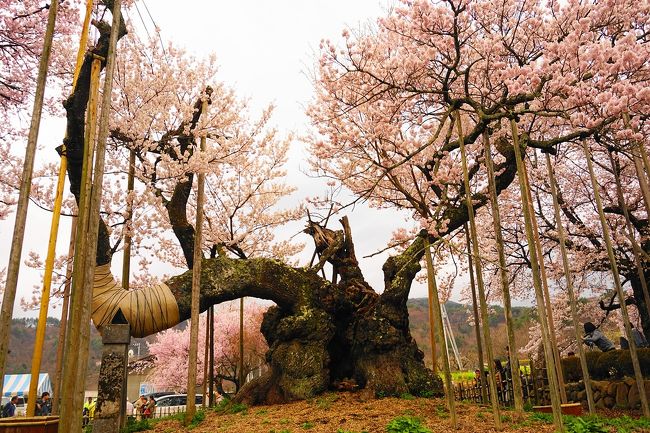 山梨県北杜市の桜の名所、山高神代桜。<br /><br />樹齢2000年とも言われている巨大な老木に咲く桜は、見事なもんでした。<br /><br />出店もあって、八ヶ岳スモークは絶品！<br /><br />▼ブログ<br />http://bluesky.rash.jp/blog/hiking/yamatakajindaizakura.html