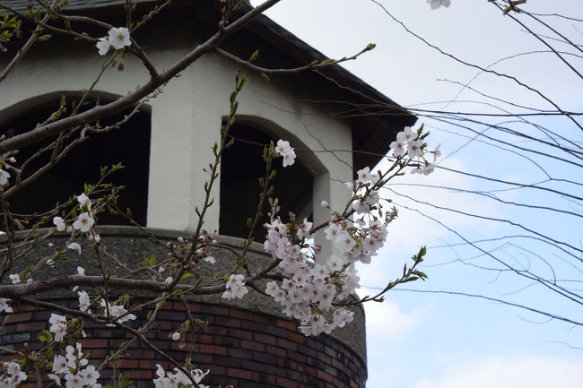 自転車で富士市内の桜を見て来ました。<br /><br />★富士市役所のHPです。<br />http://www.city.fuji.shizuoka.jp/<br /><br />★ロゼシアターのHPです。<br />http://rose-theatre.jp/
