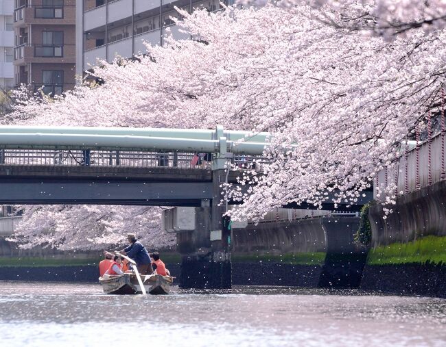 東京の今シーズンのお花見、イマイチ天気に恵まれませんでした。<br />せっかく「櫓で漕ぐ和船に揺られてお花見」としゃれこんだのですが？・・・・・・<br /><br />曇天！曇り空！・・・・・・<br />リベンジです！・・・・・・<br /><br />今日は久しぶりの『『晴天』』<br />(*^▽^*)<br />満開時のしっぽ？かな？<br />心地　よい　春風　に　時折　＊＊＊花吹雪＊＊＊<br />