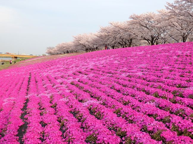 今年はゆっくりどこかへ花見に出かけることはできなかったけれど、花散らしの雨が降る前に桜を見たい…！と用事ついでに近くの桜を見に行ったので、まとめて1つの旅行記にしてみました。<br /><br />散り始めではありましたが、まずは王子の飛鳥山公園とすぐそばの音無親水公園へ。そして、日を変えて荒川赤羽桜堤緑地へ行きました。荒川の方も強風で花吹雪が舞っていましたが、ほぼ満開の桜と芝桜とのコラボに春を満喫しました♪<br />よろしければご覧ください。