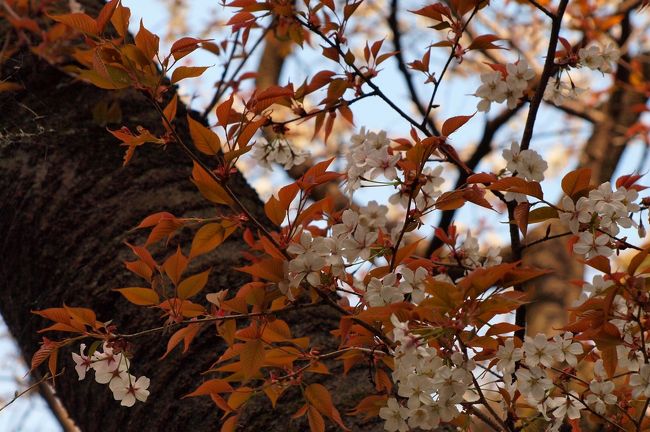 「東京の桜がいよいよ開花！！」<br />「きょうにも満開では？」<br />というニュースを聞いて小石川植物園へ出掛けました。<br /><br />普段だとマイナーな感じなので、さほど混んでいないことを期待して行きましたが、なんと思いのほかの人出にビックリ！！<br />入場券を買うのに十数人並んでいてビックリでした。<br />やはり、桜の時期は小石川植物園でも混むんですね〜(^^ゞ<br /><br />ということで、まずは「さくらの広場」でおむすびを食べることにして、またまたビックリ！！<br />すでにシートを敷いた花見客が、大勢さん、所狭しと座っていました。<br /><br />とはいえ、上野公園と比べれば、なんとものどかなのんびりした光景です☆＾▽＾☆<br /><br /><br />人混みを避けて訪ねたはずの「小石川植物園」で、さりげなく咲く花たちをご紹介いたします。<br /><br /><br />小石川植物園HP　　http://www.bg.s.u-tokyo.ac.jp/koishikawa/<br /><br /><br />