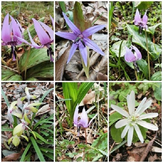 カタクリの花を愛でる 町田市かたかごの森へ その群生地を訪ねる 町田 東京 の旅行記 ブログ By Tamegaiさん フォートラベル