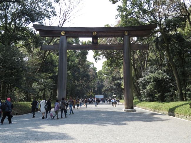 東京の桜は今日が満開、天気は晴れ、最高気温２０°、微風とのこと、最高のコンディションです。これは行くしかない。朝７時４０分佐倉市臼井の自宅を出発し、JR原宿駅に９時２８分に到着です。<br /><br />代々木公園（約730本の桜）を散策し、明治神宮（約100本の桜）に参拝、新宿御苑（約1,100本の桜）で遅めの昼食、明治神宮外苑（約500本の桜）を見て帰宅の予定でした。<br /><br />新宿御苑の玉藻池付近で、両足が攣り休んでも治りません、神宮外苑の散策を断念し、JR千駄ヶ谷から帰路に着きました。自宅には、１８時３０分に帰り着きました。<br /><br />この旅行記では、明治神宮御苑を散策し、明治神宮に参拝しています。渋谷・新宿のオアシス、静寂を求めるなら、ここがお勧めです。明治神宮は、欧米からの観光客が目立ちました。