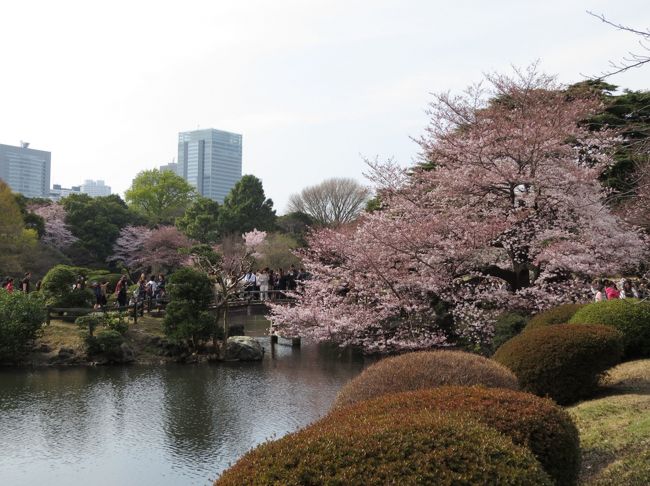 東京の桜は今日が満開、天気は晴れ、最高気温２０°、微風とのこと、最高のコンディションです。これは行くしかない。朝７時４０分佐倉市臼井の自宅を出発し、JR原宿駅に９時２８分に到着です。<br /><br />代々木公園（約730本の桜）を散策し、明治神宮（約100本の桜）に参拝、新宿御苑（約1,100本の桜）で遅めの昼食、明治神宮外苑（約500本の桜）を見て帰宅の予定でした。<br /><br />新宿御苑の玉藻池付近で、両足が攣り休んでも治りません、神宮外苑の散策を断念し、JR千駄ヶ谷から帰路に着きました。自宅には、１８時３０分に帰り着きました。<br /><br />この旅行記では、サクラ満開の新宿御苑を散策しています。桜の種類も多く、存分に楽しむなら、ここがお勧めです。新宿御苑は、アジアからの観光客が目立ちました。