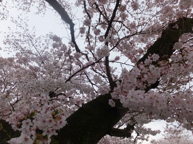 2016 麻生川の桜 ～ 開花から満開まで！