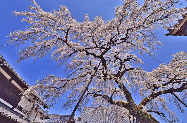 東海三県を思いつくまま桜を探してあちらこちら（孫達も後半一緒に）