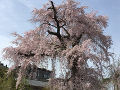 ２０１６年４月　桜色に染まる京都へ♪～円山公園～知恩院～「ｍｏｇ」でお花見ランチ～