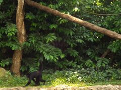 初めてのシンガポール　③動物園 前半